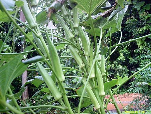 【供应广西新鲜黄秋葵购买出售,桂林平乐种植